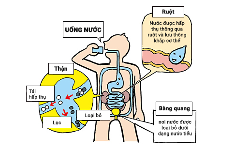 CƠ THỂ CON NGƯỜI VÀ NƯỚC